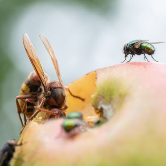 fruit flies removal image