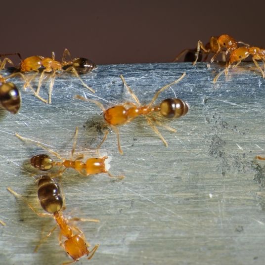 pharaoh ants removal image