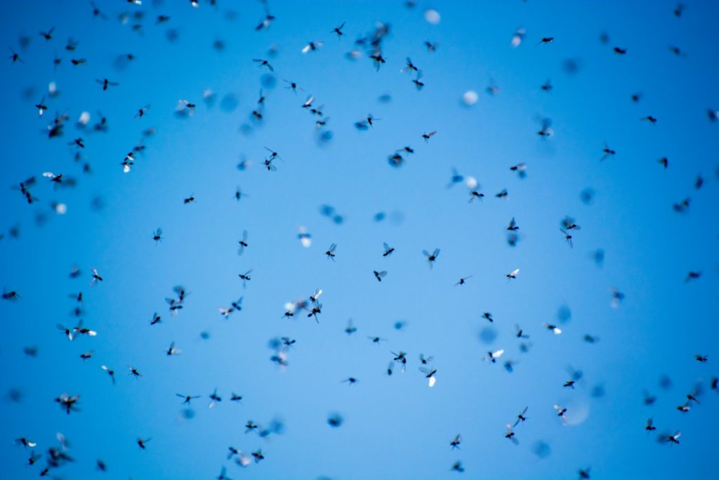 Flying ants with a blue sky background