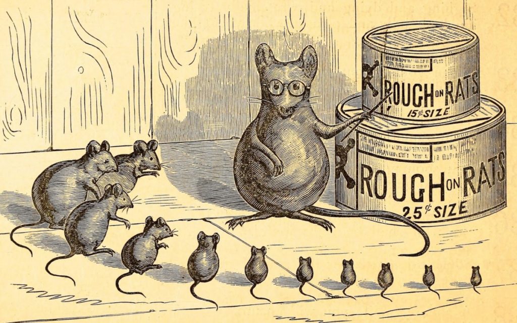 vintage photo of cartoon rats teaching facts about rats