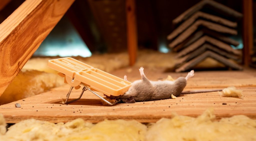 I hear noises in my attic. A mouse in a snap trap