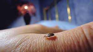 bed bug on a hand in a bedroom. the bed bug attraction