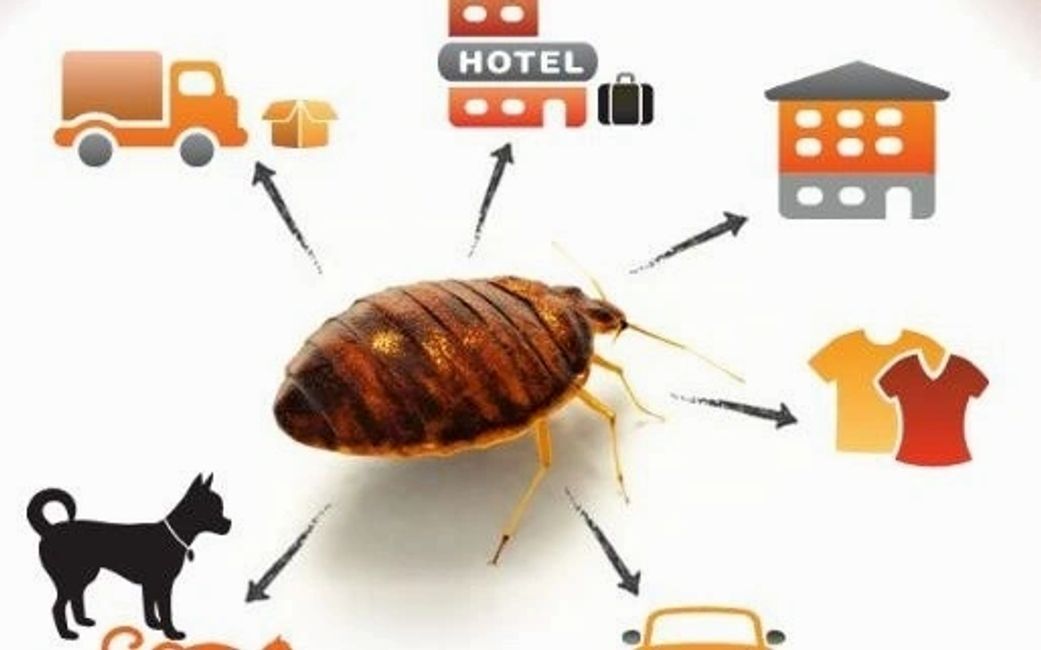 bed bugs removal