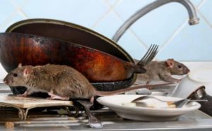 Rat removal from dirty dishes on the kitchen sink