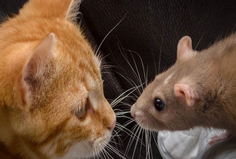 A ginger and white cat and a brown mouse looking at each other