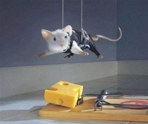 a 007 mouse hanging above a mouse trap with a wedge of cheese on it. Do mice like cheese.
