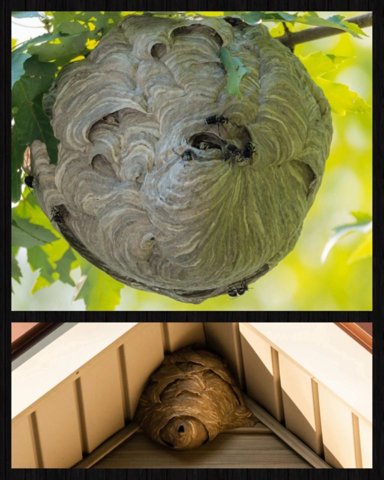 One wasp nest in a tree and one on a roof hang. Owners need to learn how to keep wasps away