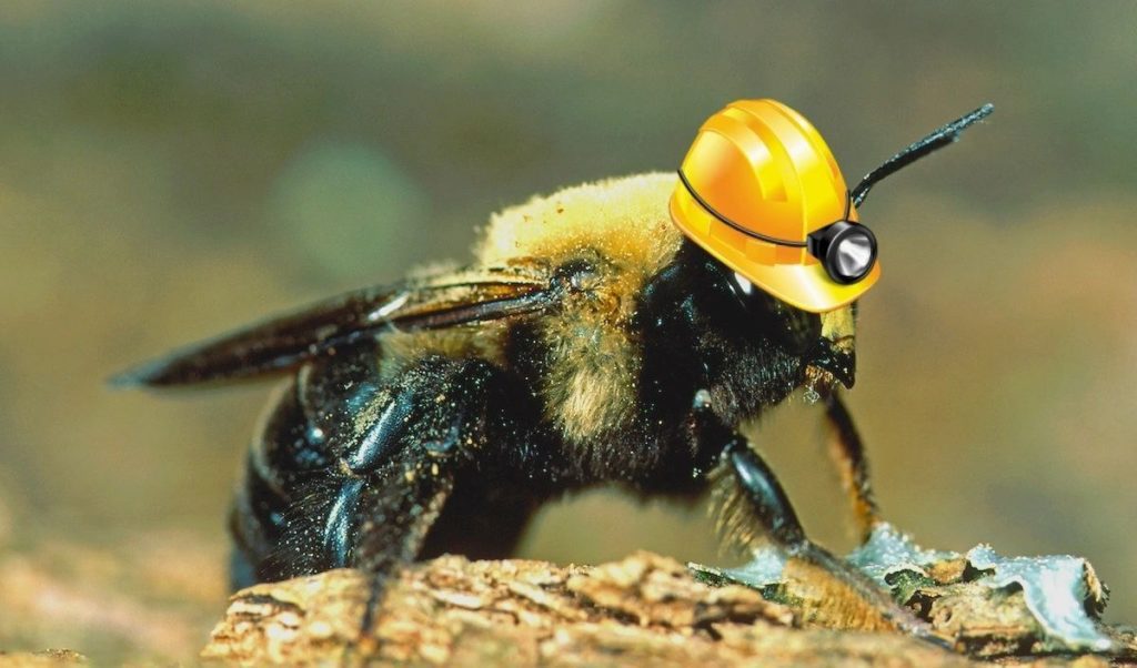 a carpenter bee with a yellow hard hat. How to get rid of carpenter bees