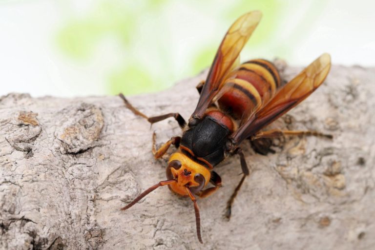 Asian giant hornet