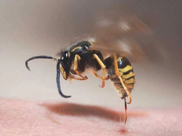 A wasp sting on skin