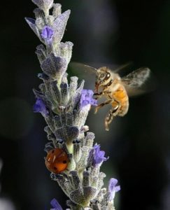 Honey bees and lady bugs on a purple flower