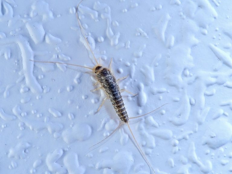 A silverfish on a light blue wall. Silverfish in the bathroom