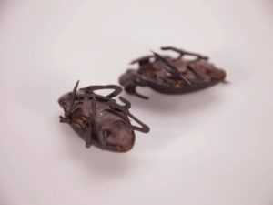 two chocolate covered cockroaches. Are there cockroaches in chocolate?