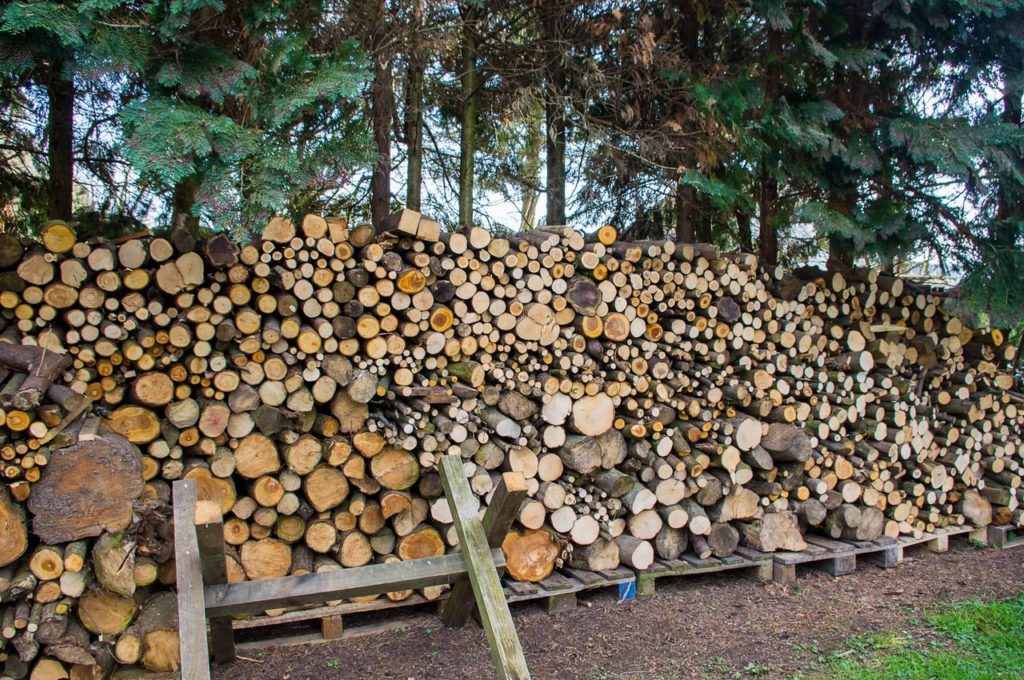 insects in a pile of firewood