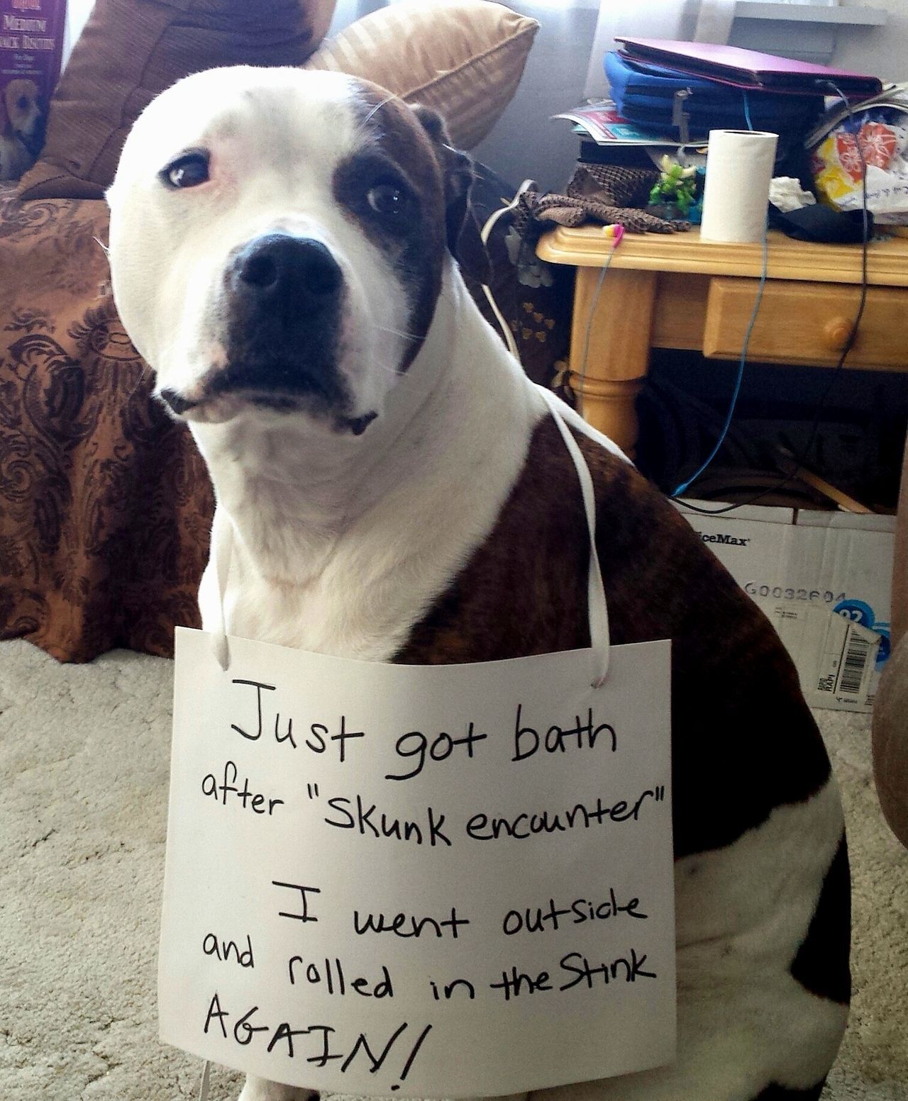dog sprayed by skunk with a sign