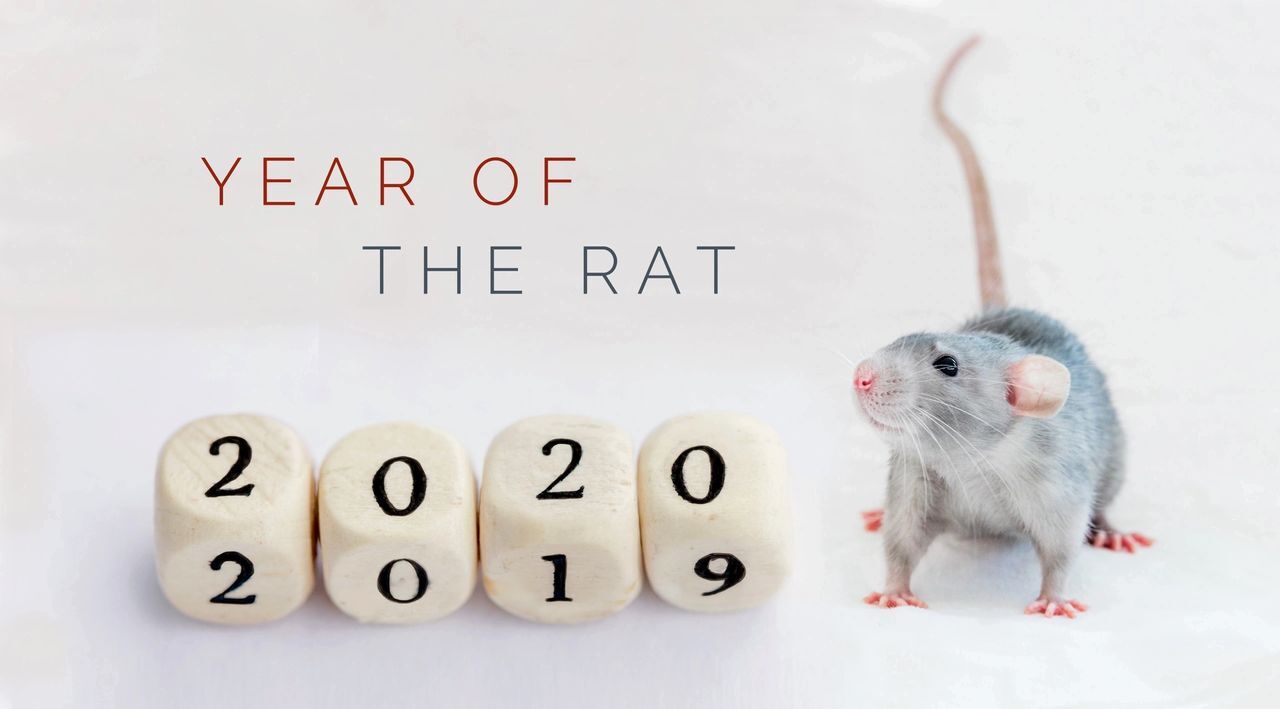 year of the rat 2020 and a mouse. pest rat
