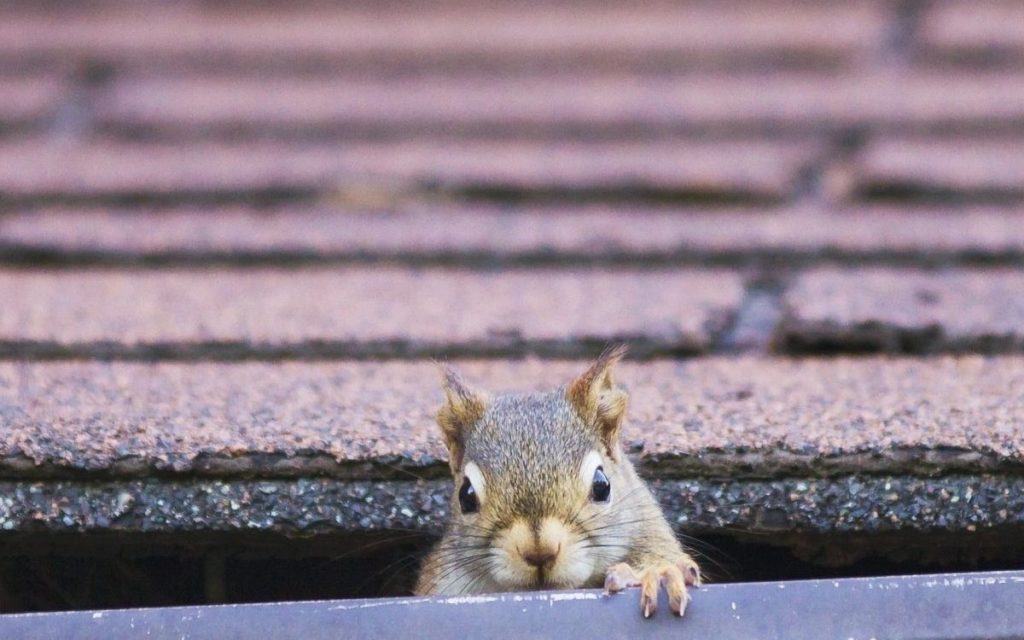 how to get rid of squirrels in your home