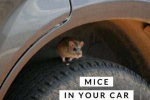 A mouse sitting on top of a car tyre. Mice in the car