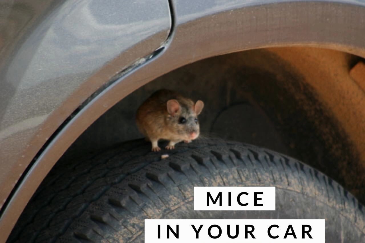 A mouse sitting on top of a car tyre. Mice in the car