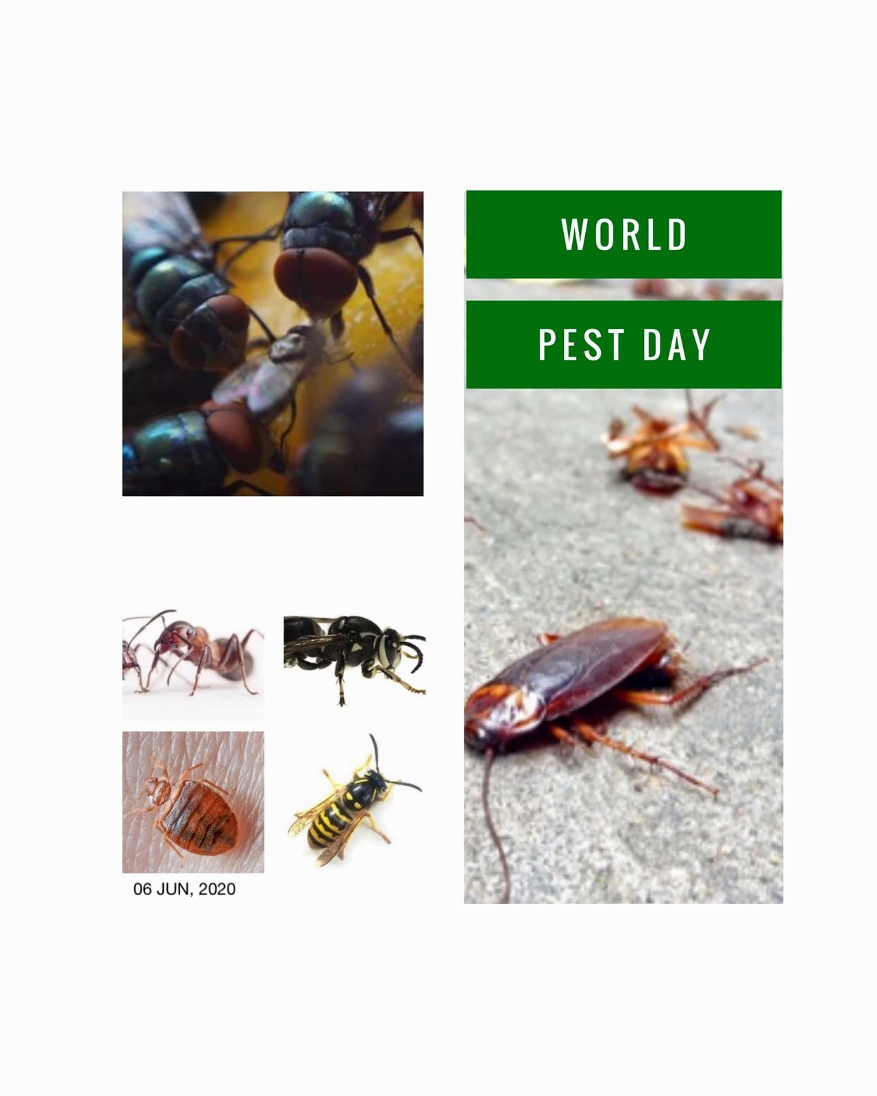 Photos of bugs for world pest day