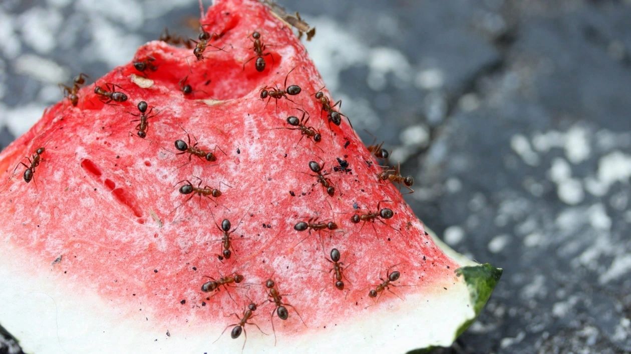 Get rid of ants on this slice of watermelon.
