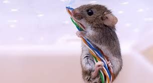 a mouse climbing down electrical cables. Do you have office mice.
