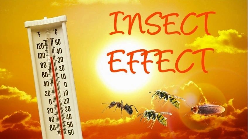 Wasps and a thermometer with the words insect effect. Summer insects