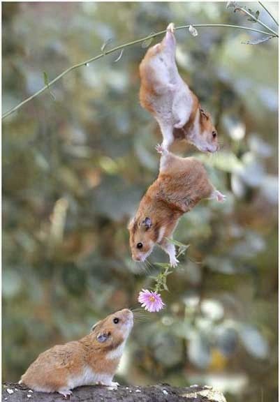 three mice climbing. One has a flower. mouse math