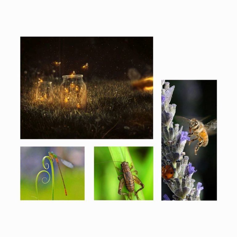 Cute insects of fireflies, dragonflies, crickets and honey bees