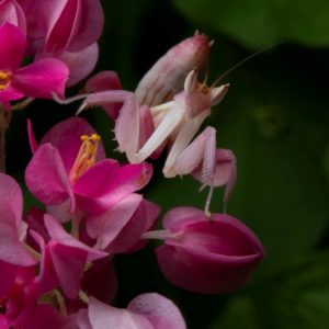 Orchid mantis - camouflage bugs