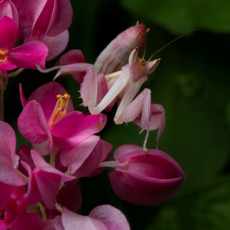 Orchid mantis - camouflage bugs