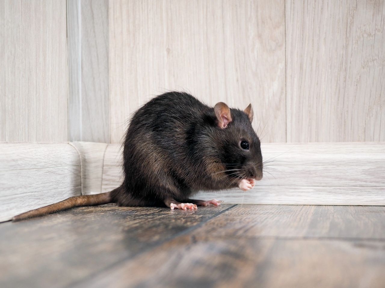a brown rat in the corner of a room thinking about ratapocalypse is the rise of rodents