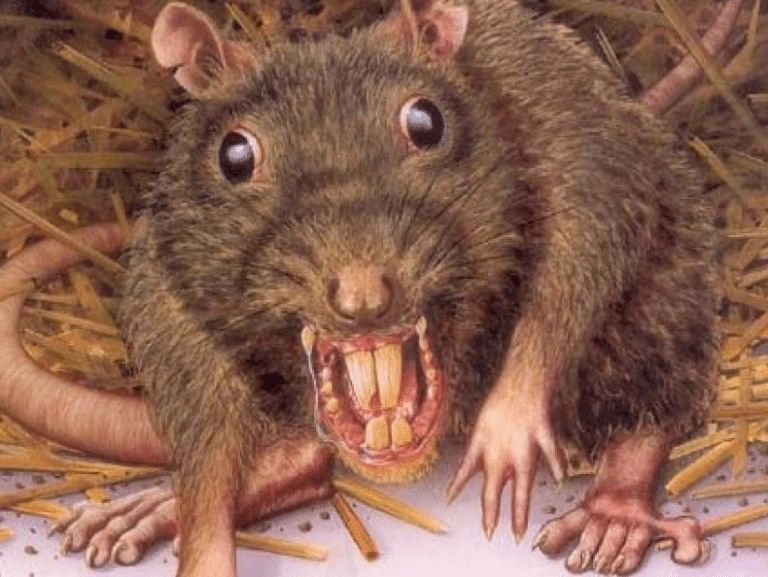 A scarry rat. Musophobia