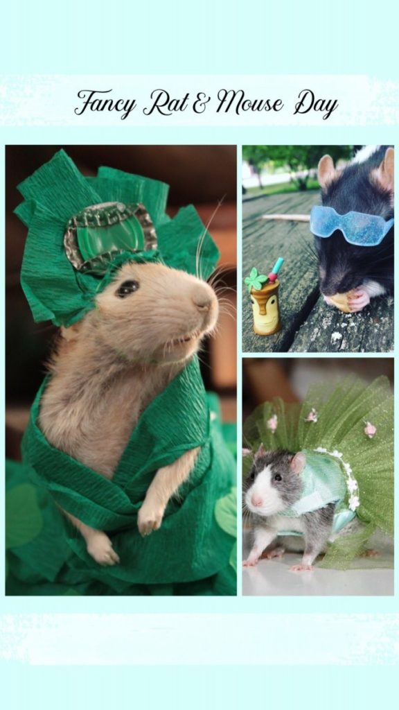 fancy rat mouse day. three pictures of mice and rats dressed up.