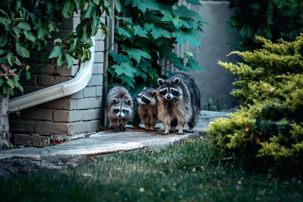 Three raccoons at a home. How to get rid of raccoons