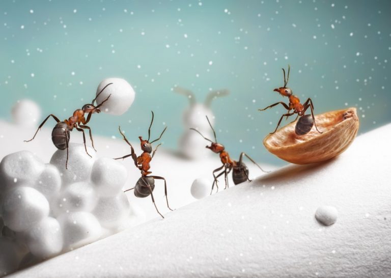 Why do I have ants in my house in winter