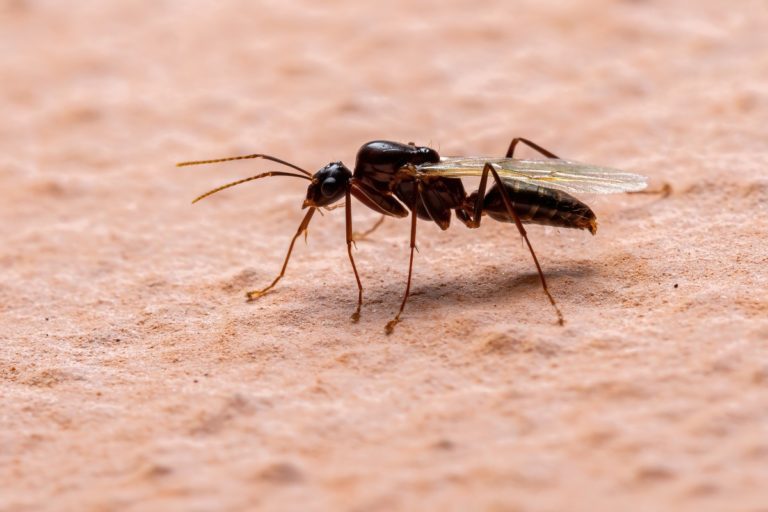 carpenter ant