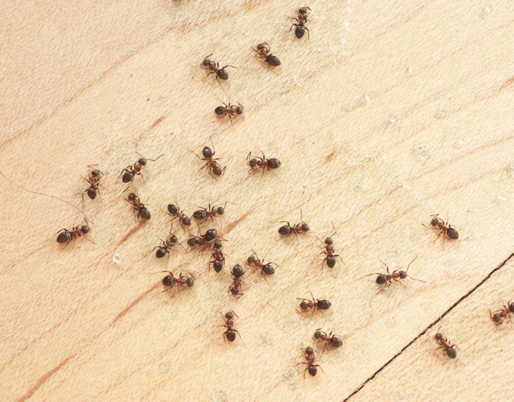 moisture ants