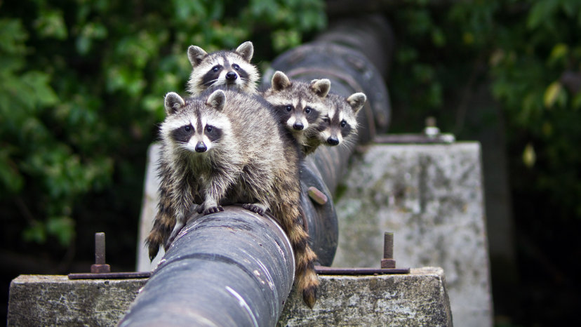 A family of raccoons on a pipe