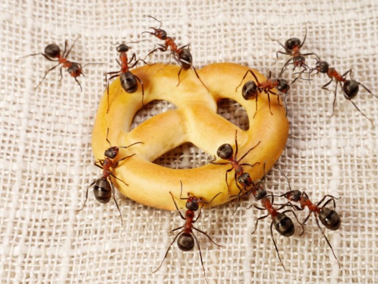 ants solving problem of cake transportation, teamwork. This is how to stop ants in your kitchen.