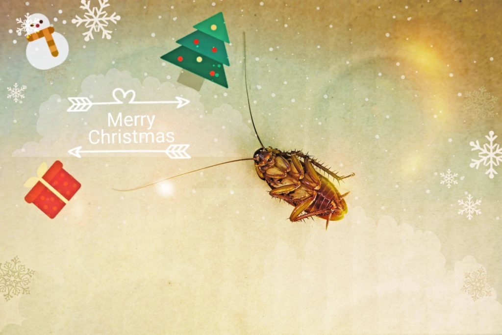 A cockroach Christmas but and it says Merry Christmas
