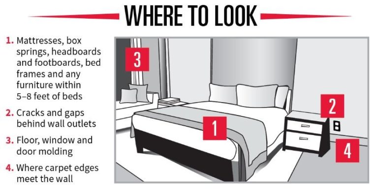 bed bugs where to look 