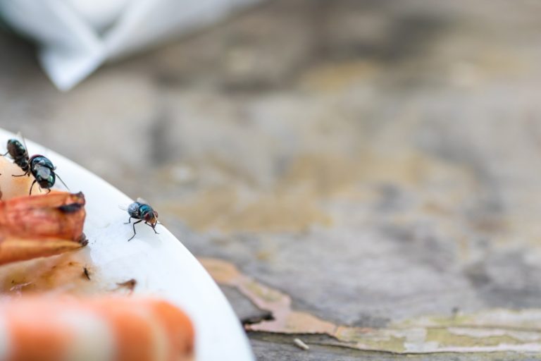 Flies on a dinner plate with shrimps. How to get rid of flies