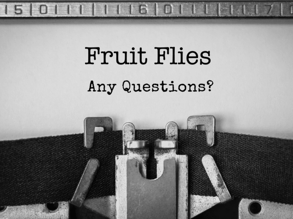 a manual typewrite with the words Fruit flies Any Questions? FAQ: Fruit flies