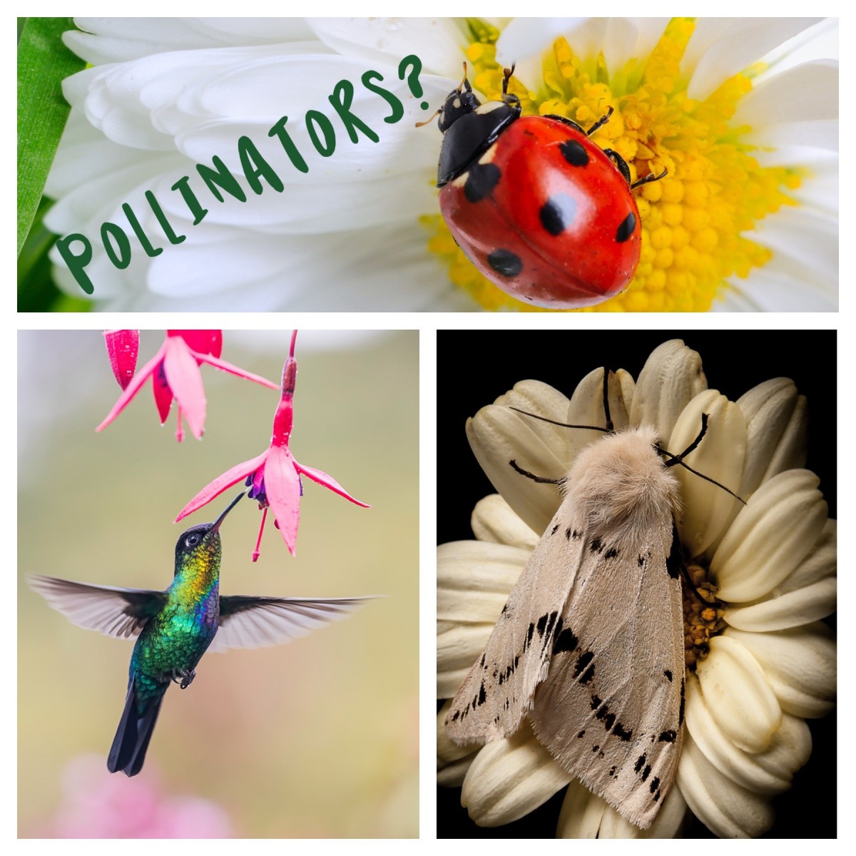 pollinator - lady bug on a daisy, a humming bird taking nectar from a pink flower and a beige moth on a beige flower