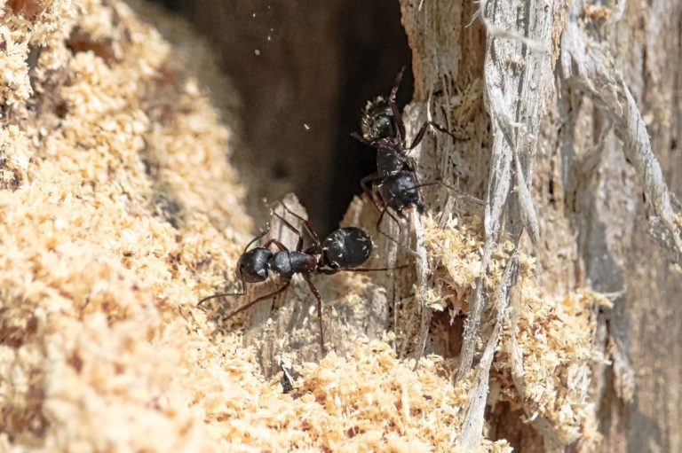 Carpenter ants in house. a carpenter ants on top of frass beside wood