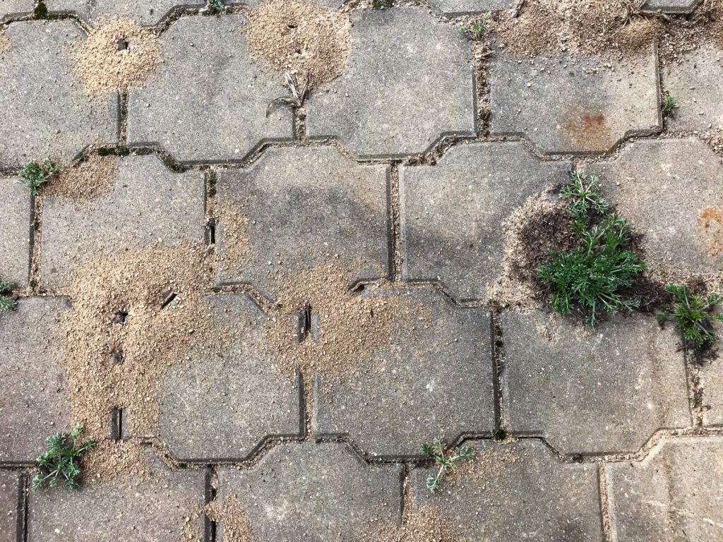 a paved drive way infested with the pavement ant
