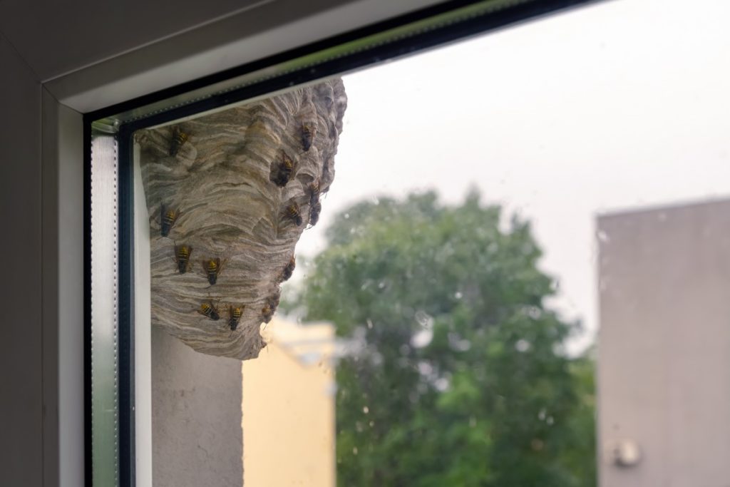 a large wasp nest outside the window of a home. How to remove wasp nests.
