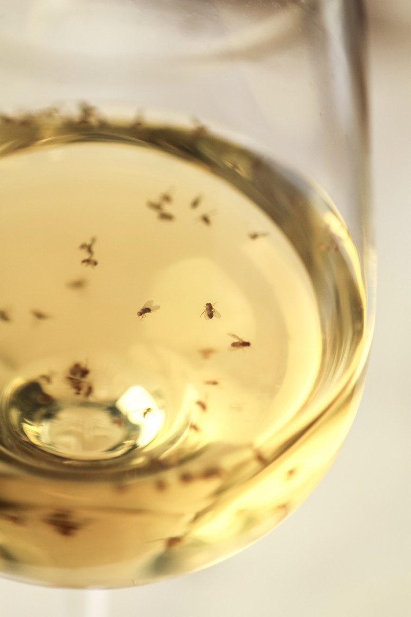 The Fruit Fly: muliply fruit flies in a glass of white wine