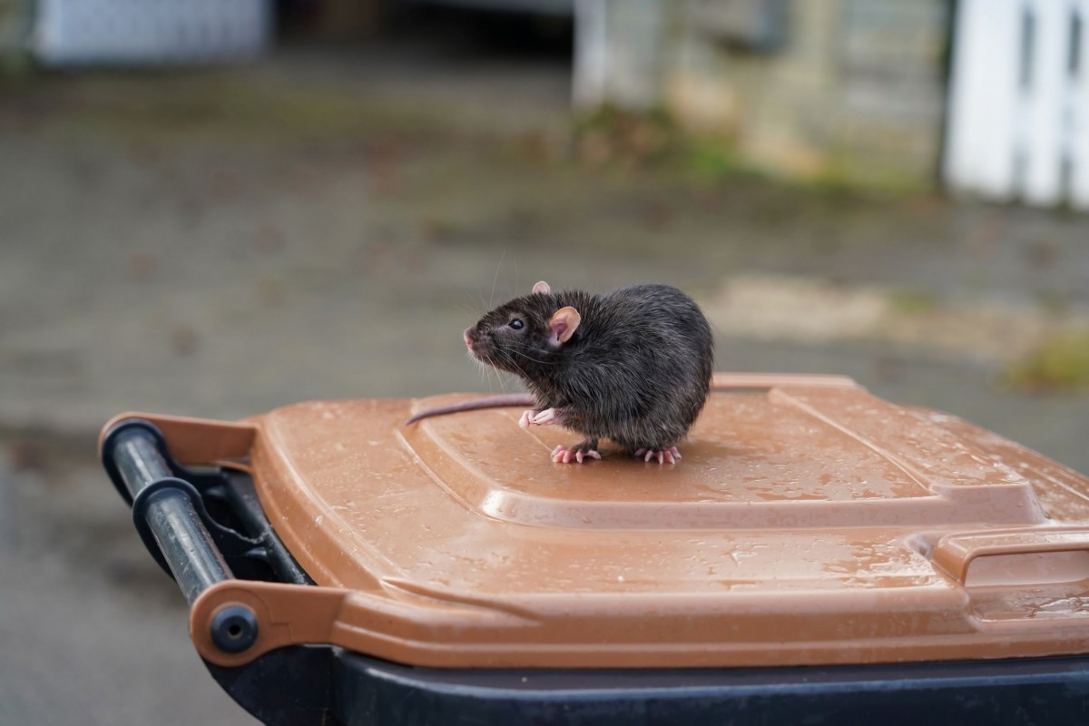 Rat on garbage bin. Rodenticide